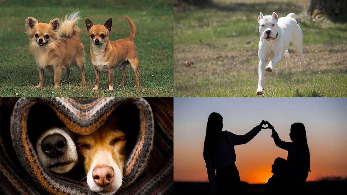 Hundstage und Hundeferien aus aller Welt: Feiertage und Jahresdaten