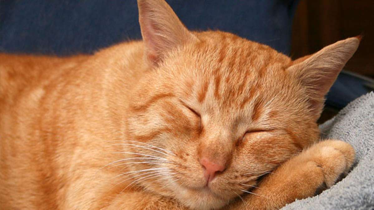 Feiern Sie den Internationalen Katzentag am 8. August und entdecken Sie die faszinierende Welt der Katzen.