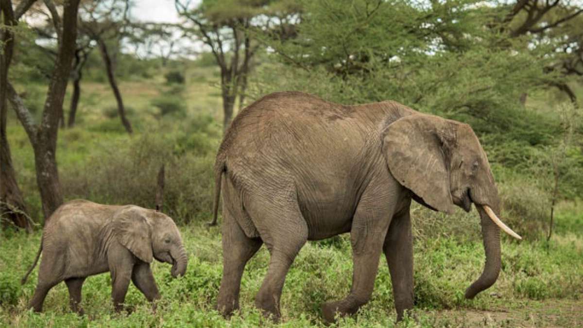 Feiern Sie die Majestät der Elefanten am Welt-Elefantentag! Feiern Sie die Majestät der Elefanten am Welt-Elefantentag!