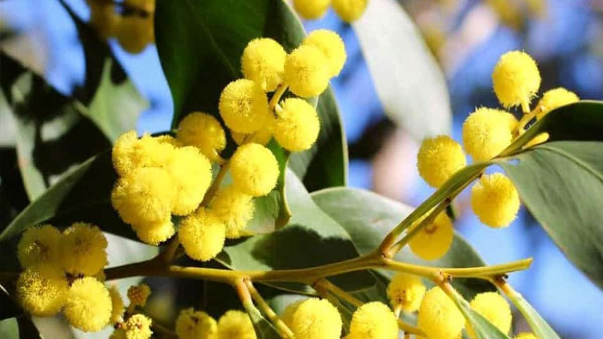 Feiern Sie den australischen Mimosa-Tag (Wattle Day) am 1. September und entdecken Sie das Symbol für neues Wachstum und Erneuerung in Australien.