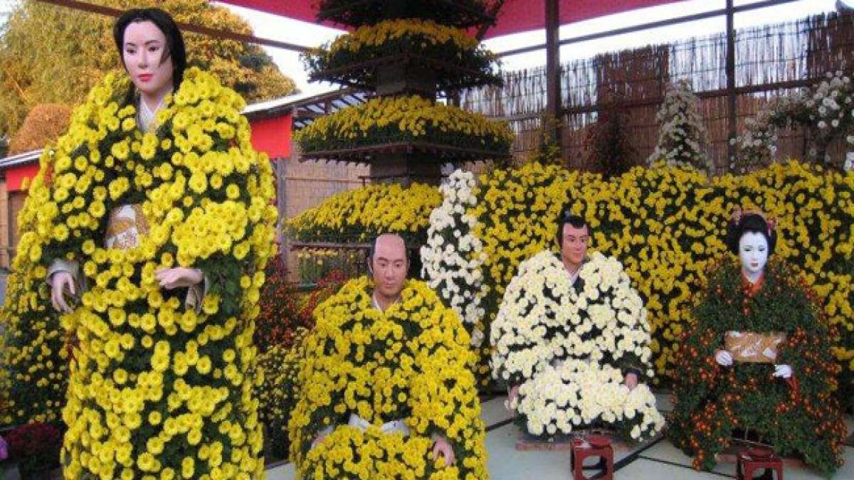 Feiern Sie den Chrysanthementag (Kiku no Sekku) in Japan im September.