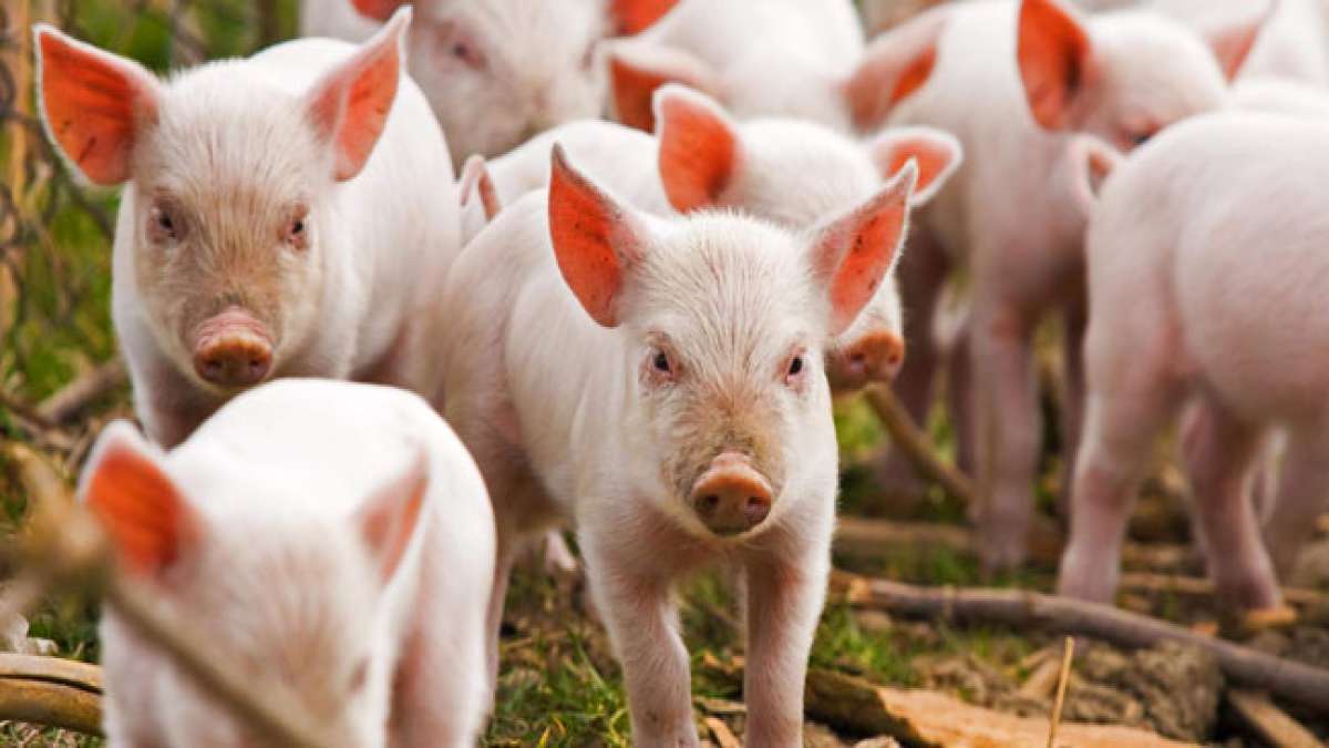 Gedenken Sie des Welttags für landwirtschaftliche Nutztiere und setzen Sie ein Zeichen für das Wohl empfindungsfähiger Tiere in der Lebensmittelproduktion.