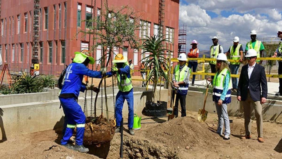 Tag des Baumes in Namibia: Eine Tradition, die Wissen über einheimische Bäume bewahrt und die Natur schützt.