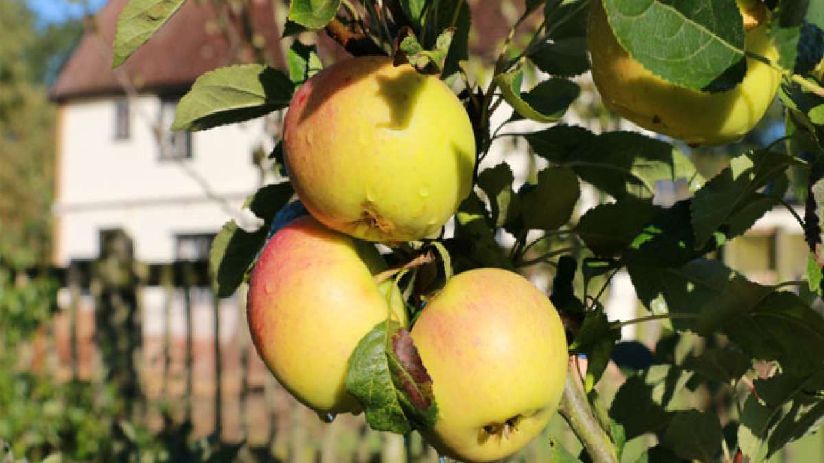 Feiern Sie den Apfeltag im Vereinigten Königreich und entdecken Sie die Vielfalt von Veranstaltungen und Aktivitäten rund um dieses beliebte Obst.