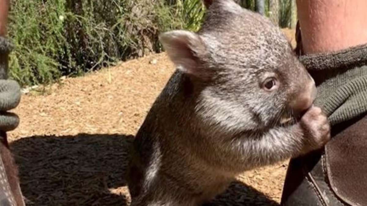 Wombats sind die nächsten lebenden Verwandten der Koalas. Sie sind nach hinten gerichtete Beuteltaschen, um beim Graben keinen Schmutz hineinzubekommen.
