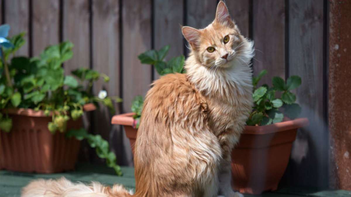Feiern Sie den Nationalen Katzentag am 29. Oktober und verwöhnen Sie Ihre geliebte Katze. Feiern Sie den Nationalen Katzentag am 29. Oktober und verwöhnen Sie Ihre geliebte Katze.