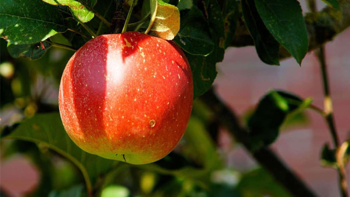 Erleben Sie das traditionelle kornische Fest Allantide, vergleichbar mit Halloween und dem Brauch des Schenkens von prächtigen roten Äpfeln.