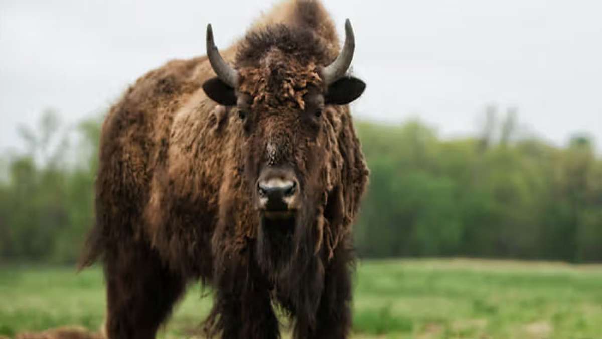 Feiern Sie den amerikanischen Bison am Nationalen Bison-Tag! Feiern Sie den amerikanischen Bison am Nationalen Bison-Tag!