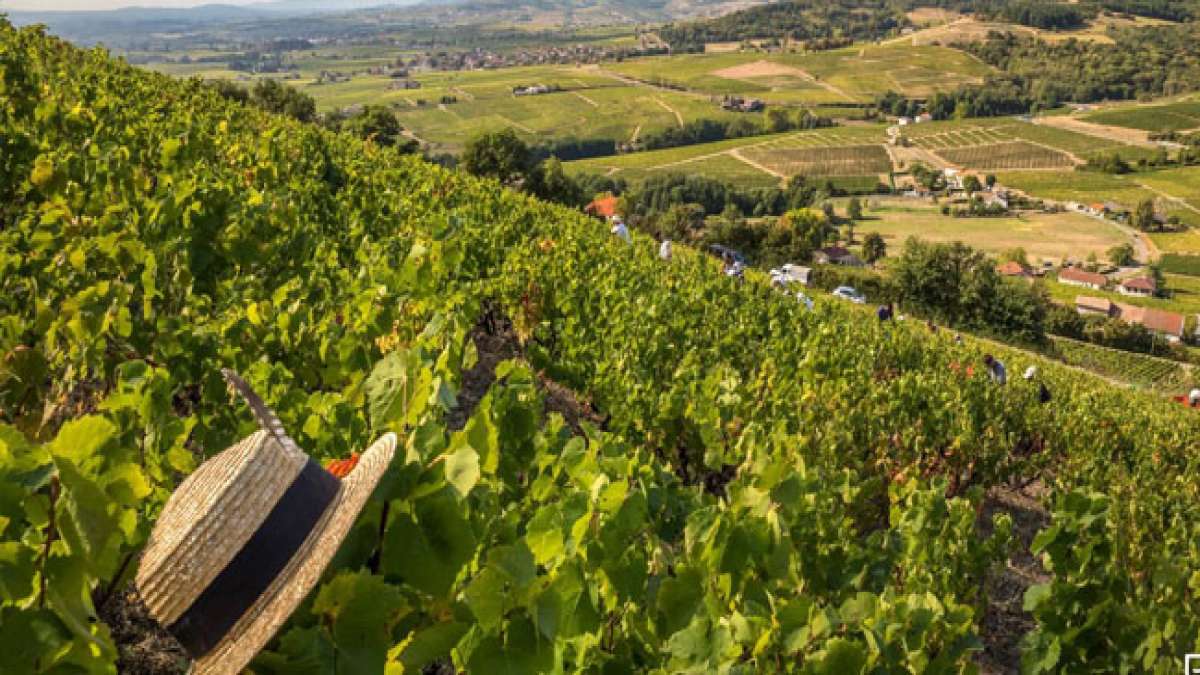 Feiere den Internationalen Beaujolais-Tag!
