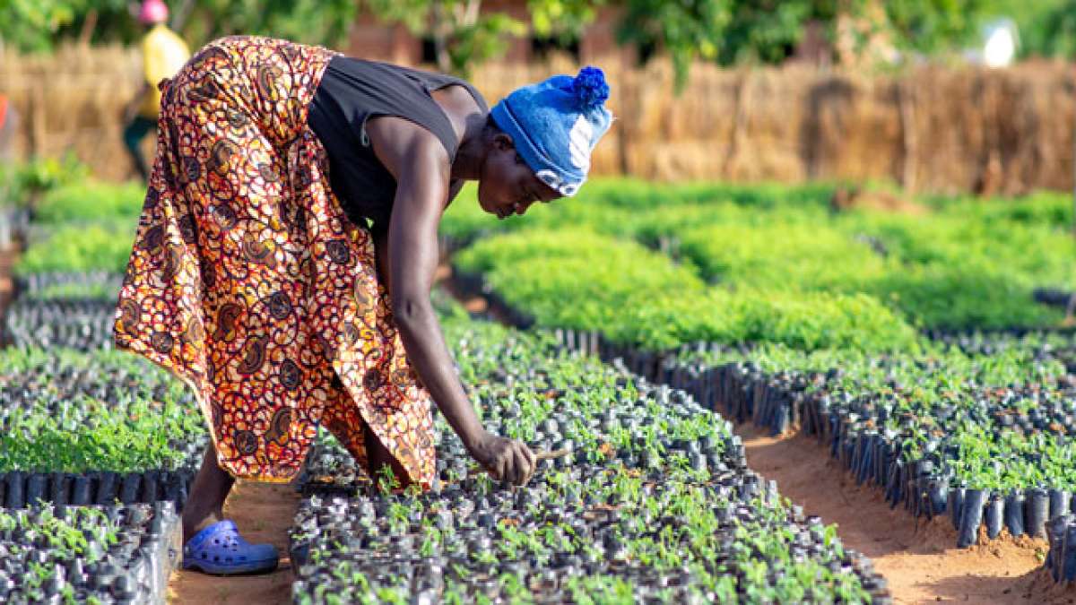 Gemeinsam für eine grünere Zukunft: Feiern Sie Malawis Nationalen Baumpflanztag am zweiten Montag im Dezember.