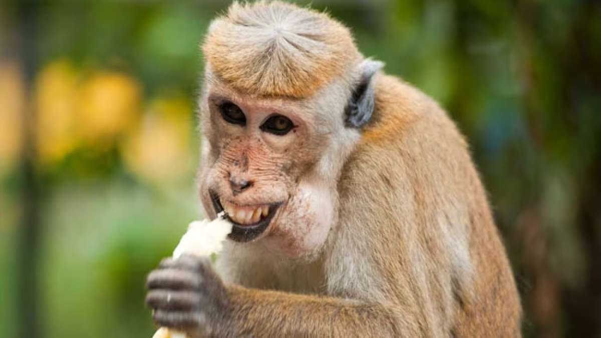 Internationaler Affentag: Ein Tag, um die Vielfalt und Intelligenz dieser faszinierenden Tiere zu feiern.