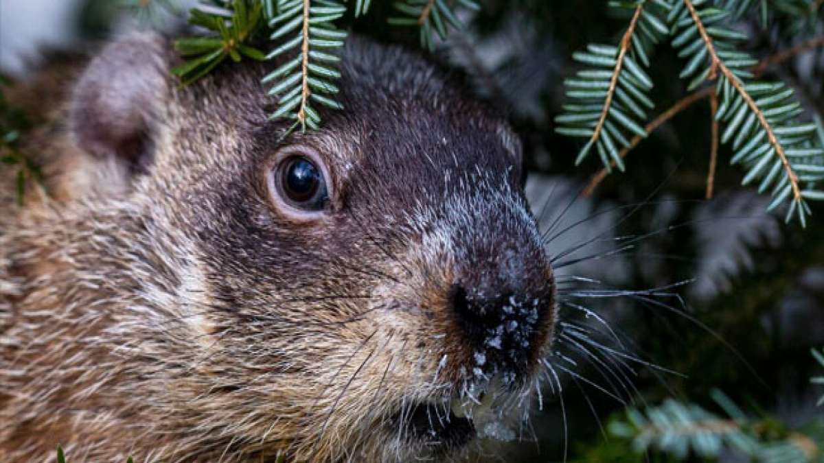 Entdecken Sie die faszinierende Welt der Murmeltiere anlässlich des Murmeltiertags in Kanada und den USA.