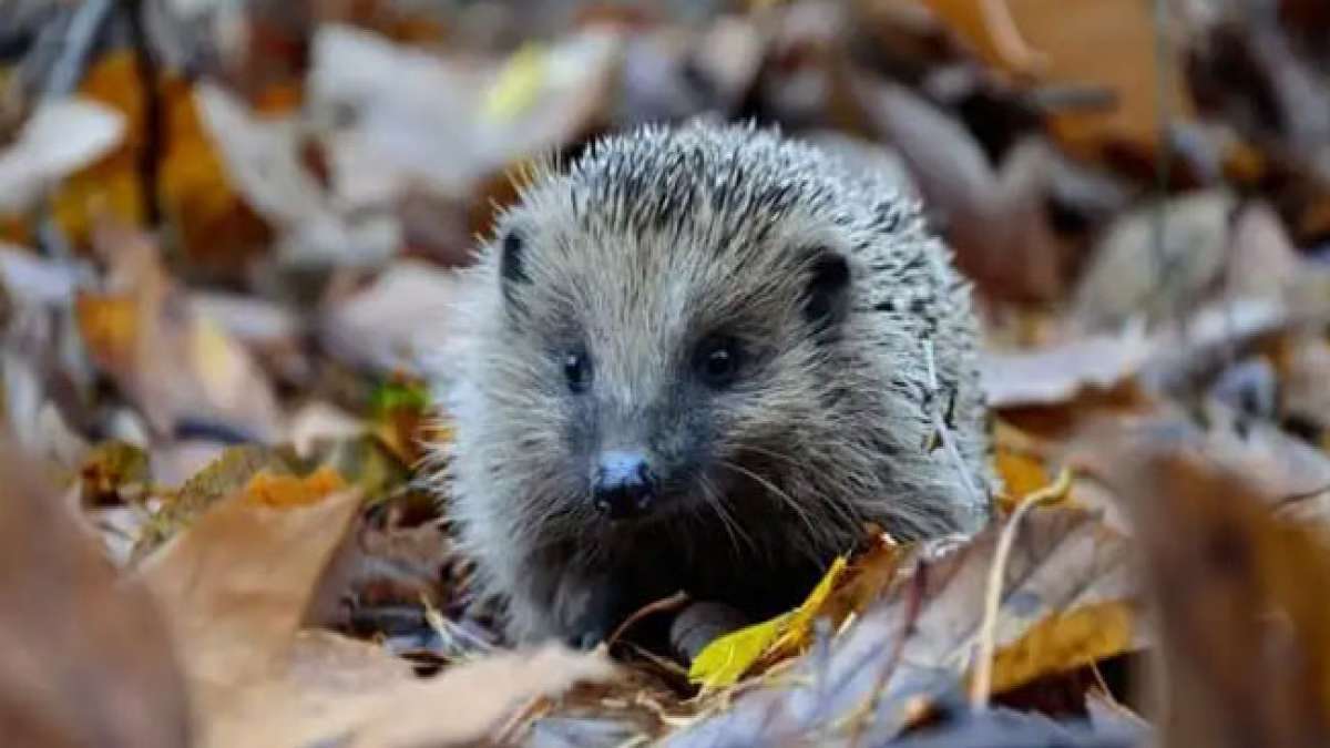 Feiern Sie den Tag der Hilfe für Waldtiere in Polen am 11. Februar und entdecken Sie, wie Sie Wildtieren in der kalten Jahreszeit helfen können.