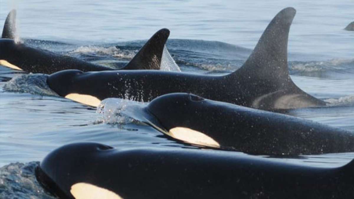 Welttag zum Schutz der Meeressäuger: Am 23. September feiern wir die faszinierenden Tiere, die unsere Ozeane bewohnen. Welttag zum Schutz der Meeressäuger: Am 23. September feiern wir die faszinierenden Tiere, die unsere Ozeane bewohnen.
