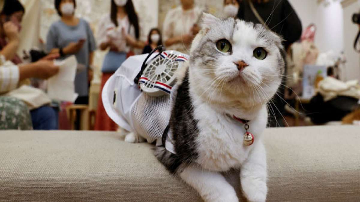 Feiern Sie den 'Nyan-Nyan-Nyan-Tag' in Japan, einen besonderen Tag, der den geliebten Katzen gewidmet ist und aufgrund seiner einzigartigen Datumsausprägung, 22.2., dem Miauen von Katzen, 'nyan-nyan-nyan', nahekommt.