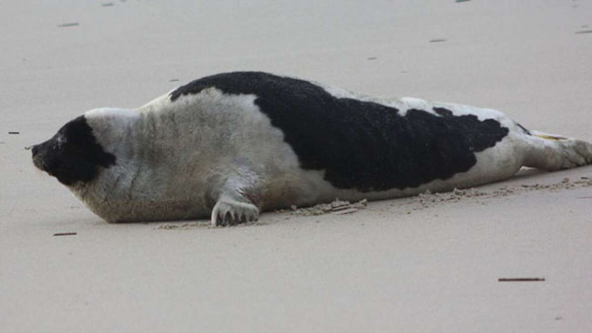 Gemeinsam für den Schutz der Sattelrobben! Feiern Sie den Belk-Tag am 15. März und setzen Sie ein Zeichen gegen die Jagd auf diese wertvollen Tiere. Gemeinsam für den Schutz der Sattelrobben! Feiern Sie den Belk-Tag am 15. März und setzen Sie ein Zeichen gegen die Jagd auf diese wertvollen Tiere.