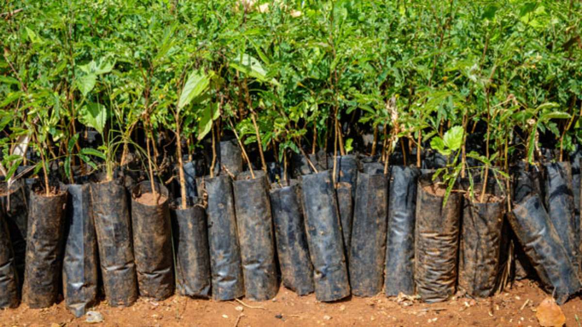 Ugandas Nationaler Baumtag ist ein Tag, an dem das Land seine Bäume feiert und sich für die Wiederaufforstung einsetzt.