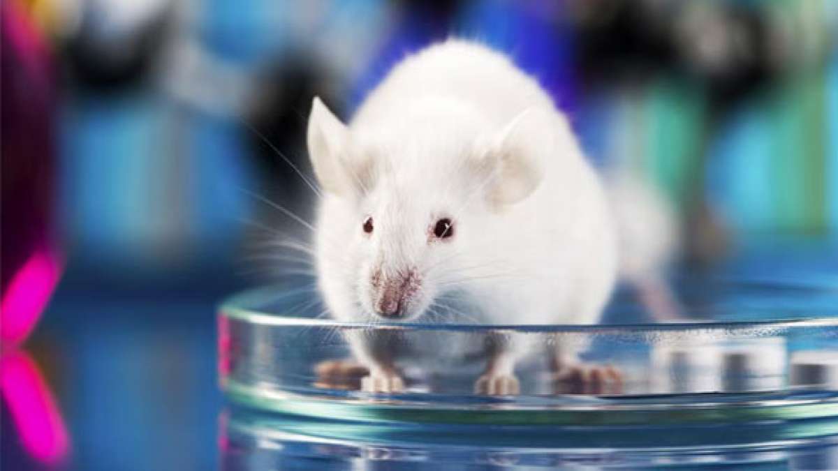 Schützen Sie Versuchstiere und fördern Sie alternative Forschungsmethoden.