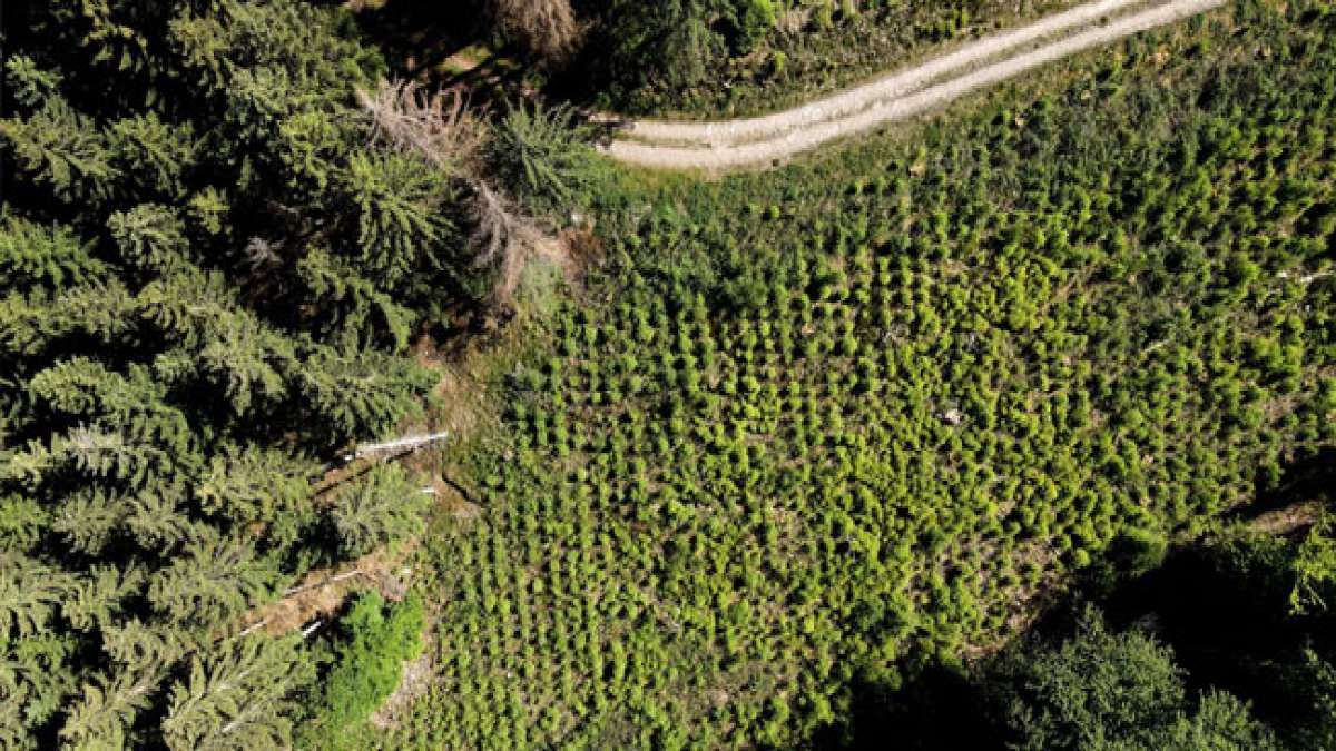 Feiern Sie den Tag der Laube in den USA, an dem das Pflanzen von Bäumen im Mittelpunkt steht.