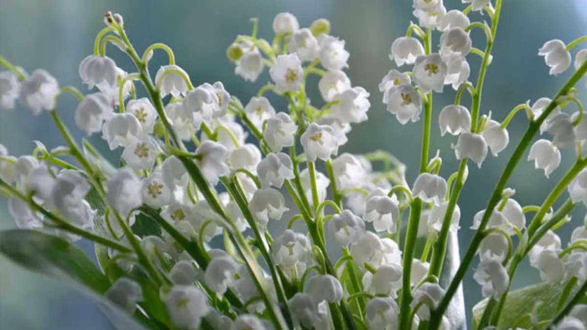Feiern Sie den Maiglöckchentag in Frankreich, an dem Lily of the Valley als Symbol für Glück und Liebe verschenkt wird. Feiern Sie den Maiglöckchentag in Frankreich, an dem Lily of the Valley als Symbol für Glück und Liebe verschenkt wird.