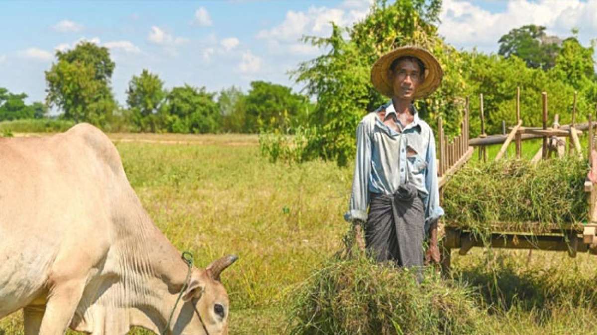 Feiern Sie den Tag der Landarbeiter in Myanmar und entdecken Sie die vielfältigen natürlichen Schätze dieses Landes, von Teakwäldern bis zu kostbaren Edelsteinen.