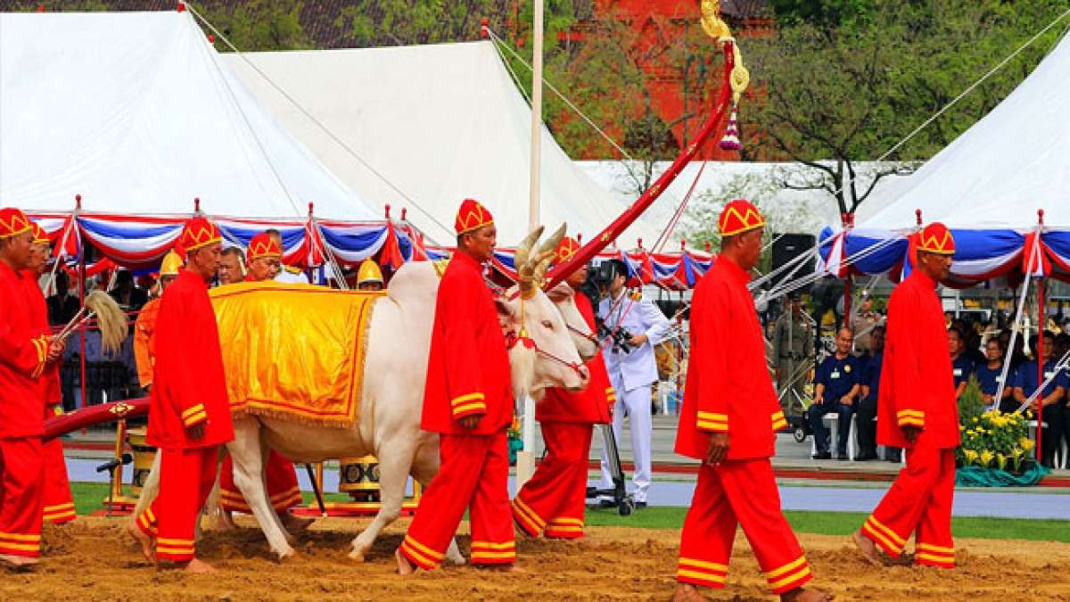 Entdecken Sie Thailands uralte Tradition des Ersten Furchenfestes, bei dem die königliche Zeremonie den Beginn der landwirtschaftlichen Saison feiert.