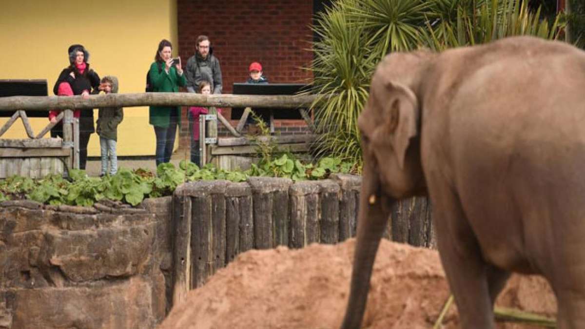 Feiern Sie den Welt-Zoo-Elefantentag und setzen Sie ein Zeichen für den Schutz und die Freiheit dieser majestätischen Tiere. Feiern Sie den Welt-Zoo-Elefantentag und setzen Sie ein Zeichen für den Schutz und die Freiheit dieser majestätischen Tiere.