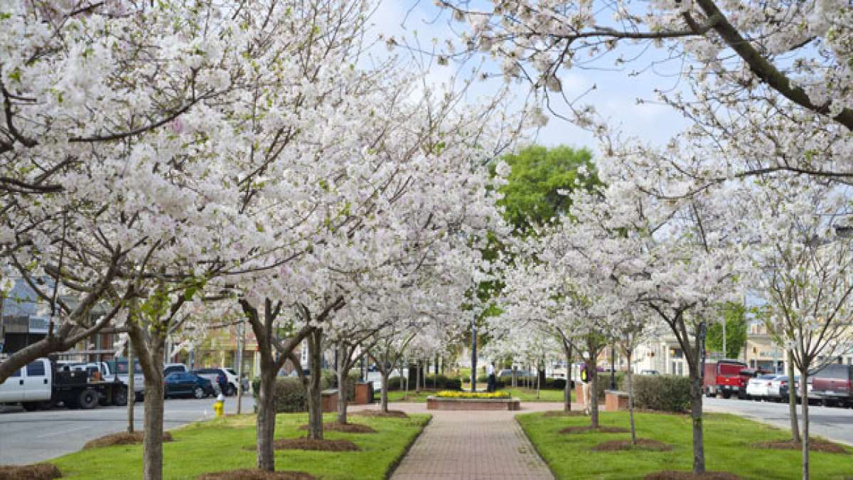 Erleben Sie die faszinierende Geschichte der Macon Blooming Cherry Festival-Entstehung, die von der Entdeckung von Yoshino-Kirschbäumen in einem Garten bis zur Blüte von über 300.000 Bäumen in Macon reicht. Erleben Sie die faszinierende Geschichte der Macon Blooming Cherry Festival-Entstehung, die von der Entdeckung von Yoshino-Kirschbäumen in einem Garten bis zur Blüte von über 300.000 Bäumen in Macon reicht.