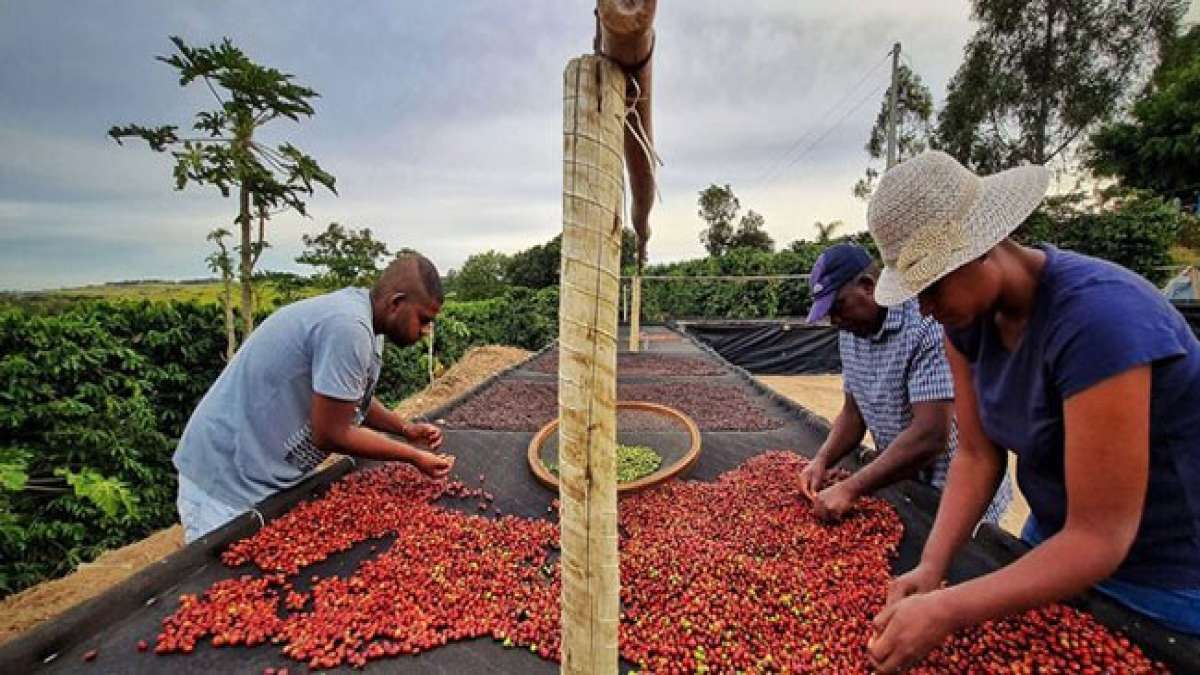 Brasilianischer Kaffee: Weltberühmt und beliebt bei Jung und Alt.