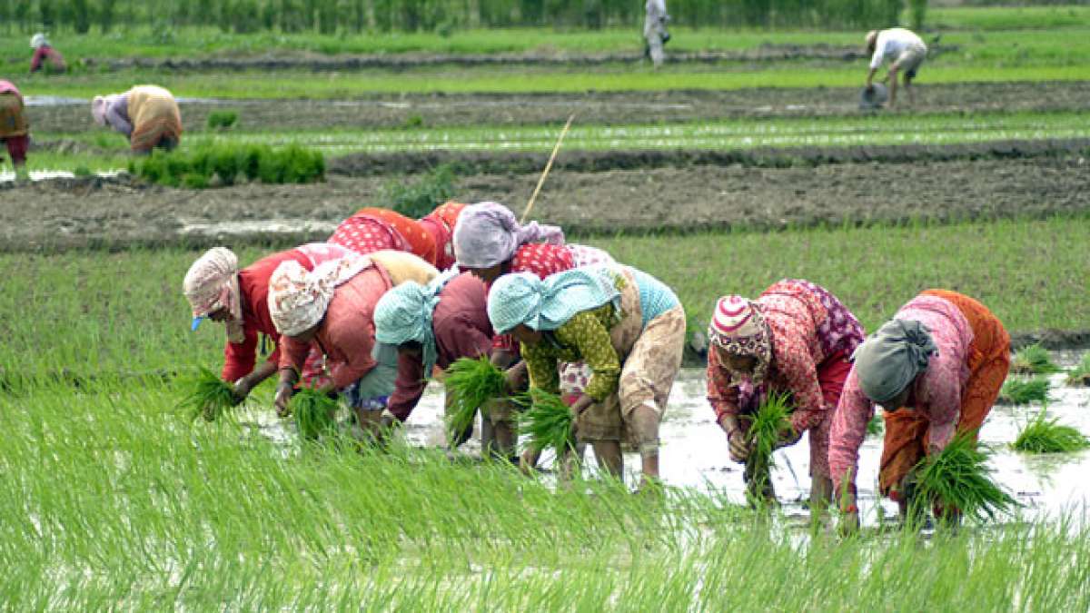 Nepalesischer Nationaler Paddy-Tag: Ein Fest der Hoffnung und des Neubeginns. Nepalesischer Nationaler Paddy-Tag: Ein Fest der Hoffnung und des Neubeginns.