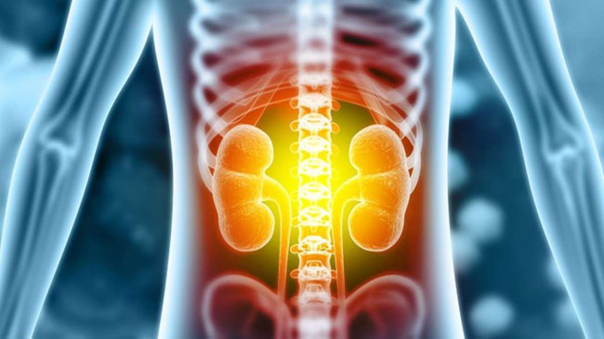 Erfahren Sie, wie wichtig Ihre Nieren für Ihre Gesundheit sind! Der Weltnierentag widmet sich der Sensibilisierung für die lebenswichtige Rolle der Nieren und der Prävention von Nierenerkrankungen.
