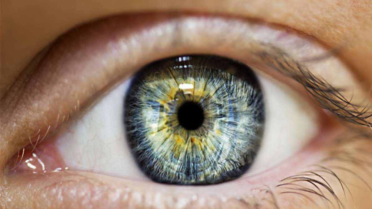 Entdecken Sie das Wunder der Netzhaut: Ihre Netzhaut verwandelt Licht in Sehsignale und ermöglicht es uns, die Welt zu sehen. Entdecken Sie das Wunder der Netzhaut: Ihre Netzhaut verwandelt Licht in Sehsignale und ermöglicht es uns, die Welt zu sehen.