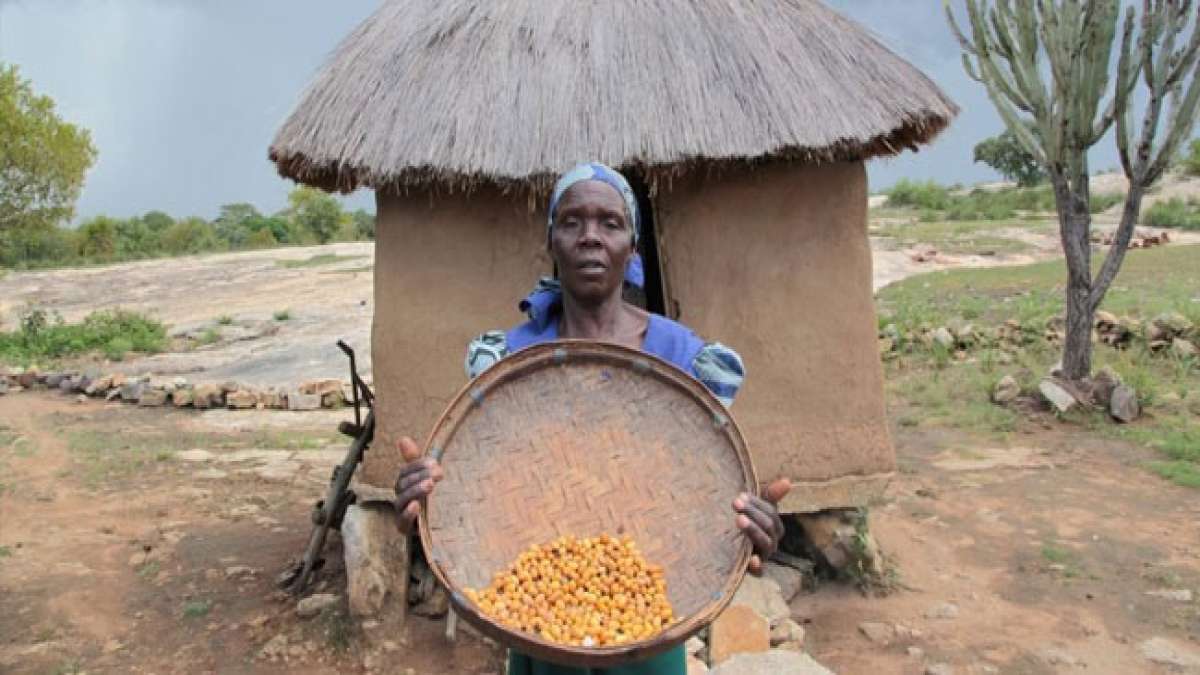 Afrikanischer Tag der Ernährungssicherheit: Ein Tag, um das Ziel einer hungerfreien Zukunft für Afrika zu bekräftigen. Afrikanischer Tag der Ernährungssicherheit: Ein Tag, um das Ziel einer hungerfreien Zukunft für Afrika zu bekräftigen.