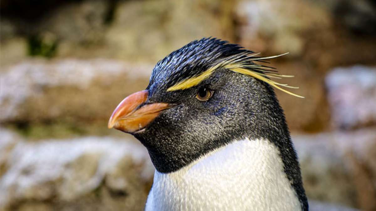 Entdecken Sie die erstaunliche Welt der Pinguine am Weltpinguintag! Diese charmanten Vögel tragen ihren schwarz-weißen "Smoking" stolz und haben faszinierende Lebensgewohnheiten im Wasser und an Land.
