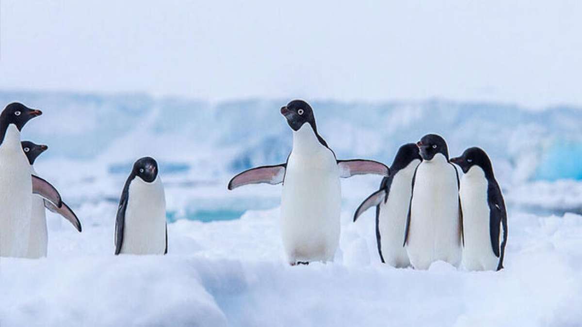 Afrikanische Pinguine: Ein Symbol für den Klimawandel.