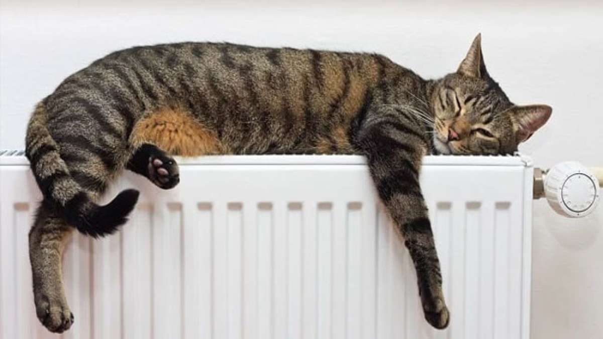Erforschen Sie das Geheimnis der Katzenverhaltensweisen am Nationalen Tag der Antwort auf die Fragen Ihrer Katze!