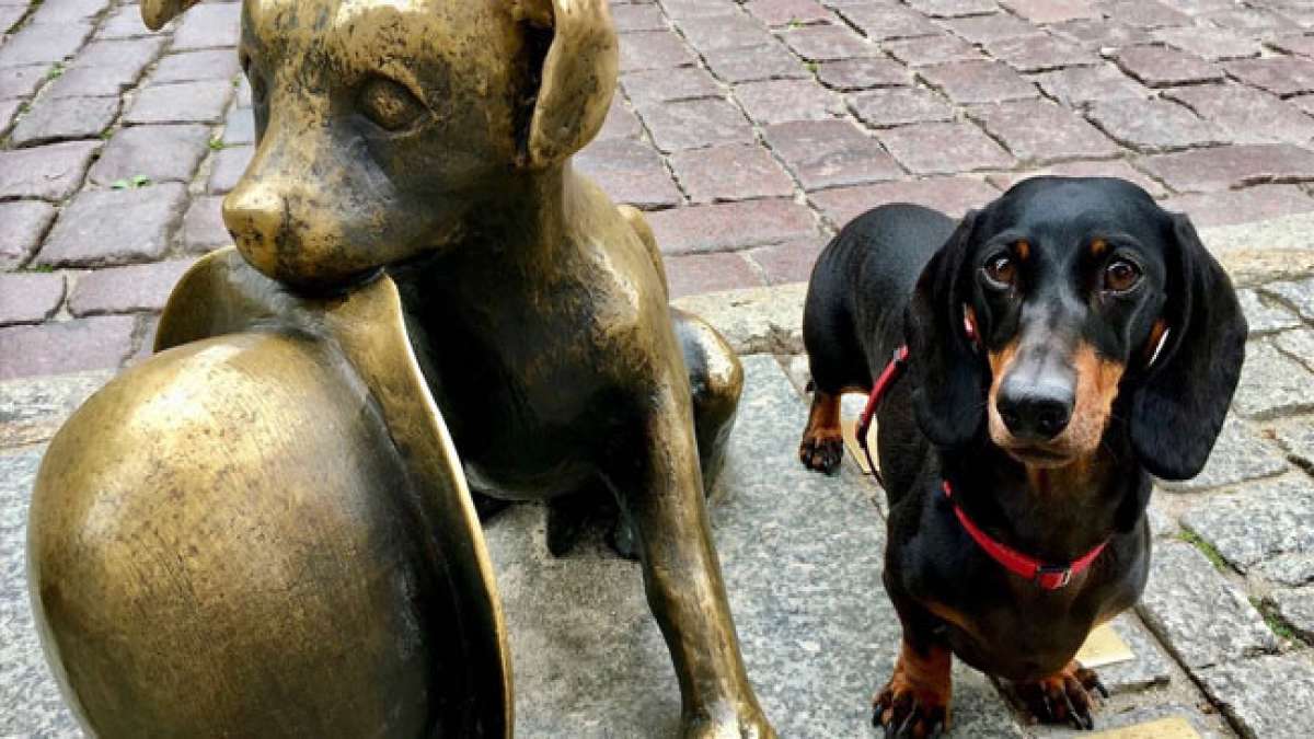 Feiern Sie den Nationalen Tag des Hundes in Polen am 1. Juli, eine herzliche Initiative, die von der Zeitschrift "Przyjaciel Pies" ins Leben gerufen wurde. Feiern Sie den Nationalen Tag des Hundes in Polen am 1. Juli, eine herzliche Initiative, die von der Zeitschrift "Przyjaciel Pies" ins Leben gerufen wurde.
