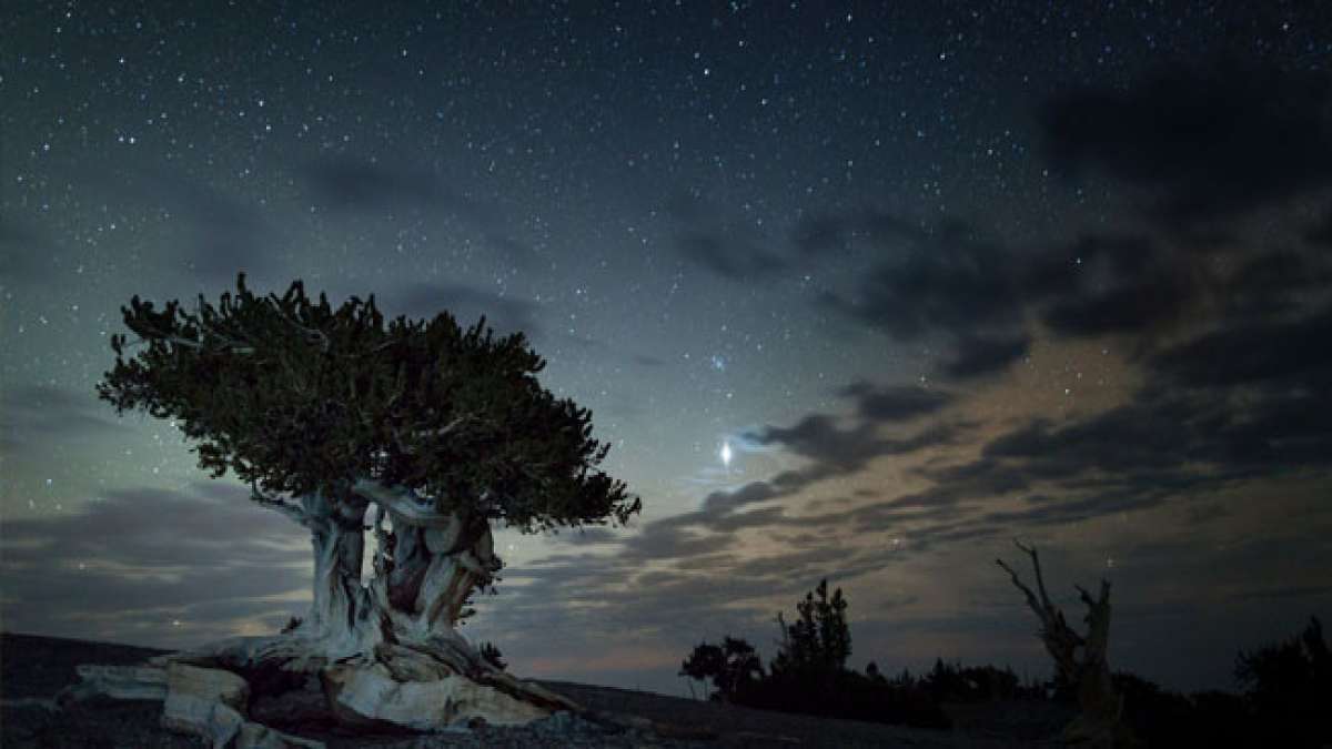 Erleben Sie die Nationale Woche des dunklen Himmels in den USA im April, wenn wir uns daran erinnern, wie wichtig die Erhaltung der natürlichen Dunkelheit für Ökosysteme und wilde Lebensräume ist.