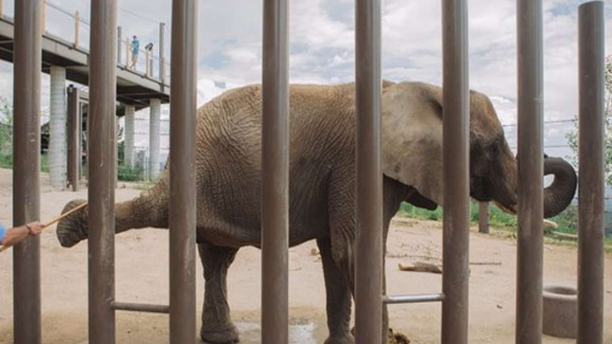 Nationaler Tag der Wertschätzung der Elefanten: Ein Tag, um diese intelligenten und sozialen Tiere zu feiern, die in der Wildnis immer seltener werden.