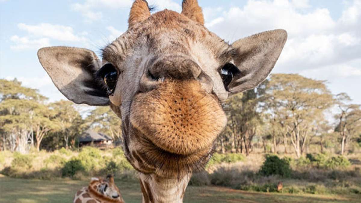 Feiern Sie den majestätischen Anblick der Giraffen am längsten Tag des Jahres beim Weltgiraffentag. Feiern Sie den majestätischen Anblick der Giraffen am längsten Tag des Jahres beim Weltgiraffentag.