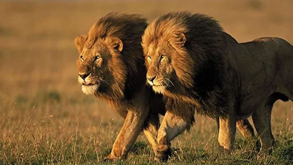 Tauchen Sie ein in die majestätische Welt der Löwen am Weltlöwentag am 10. August und entdecken Sie die faszinierenden Fakten über diese beeindruckenden Großkatzen. Tauchen Sie ein in die majestätische Welt der Löwen am Weltlöwentag am 10. August und entdecken Sie die faszinierenden Fakten über diese beeindruckenden Großkatzen.