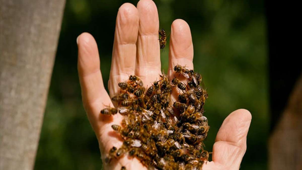 Nationaler Tag der Honigbiene: Ein Tag, um die fleißigen Bienen zu feiern, die uns unsere Nahrung liefern. Nationaler Tag der Honigbiene: Ein Tag, um die fleißigen Bienen zu feiern, die uns unsere Nahrung liefern.