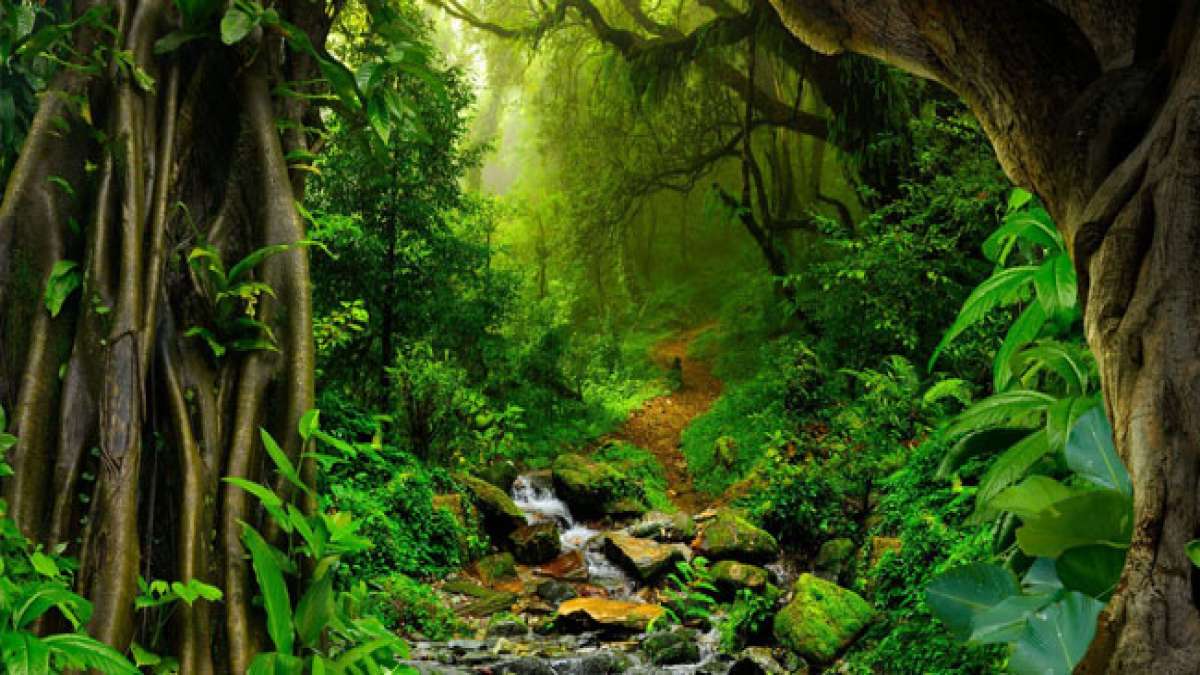 Der Tag des Amazonas-Regenwaldes erinnert an die dringende Notwendigkeit des Schutzes dieses einzigartigen Ökosystems. Der Tag des Amazonas-Regenwaldes erinnert an die dringende Notwendigkeit des Schutzes dieses einzigartigen Ökosystems.