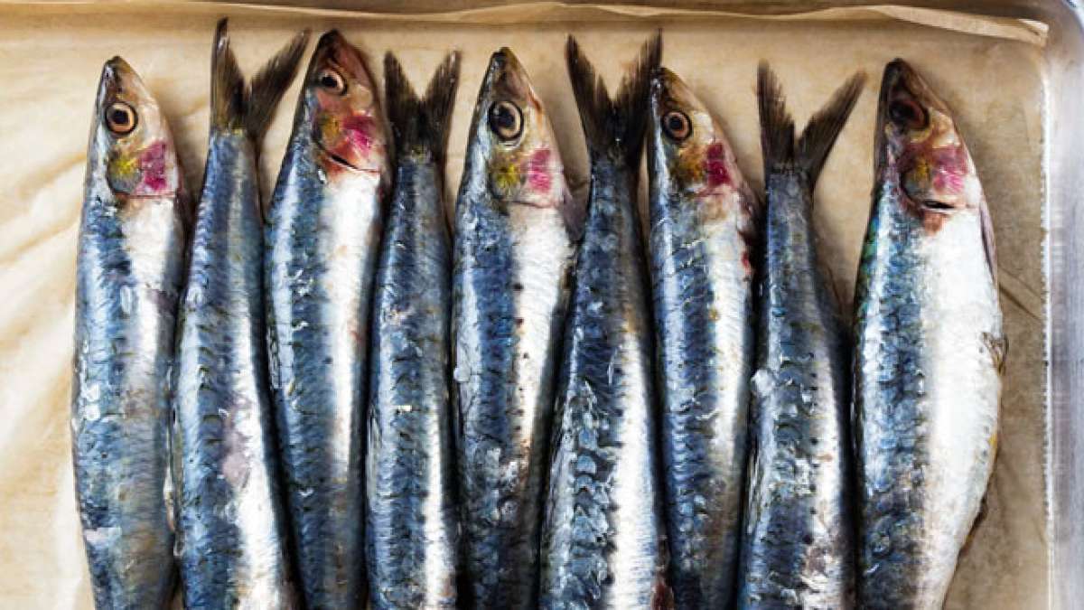 Nationaler Tag der Sardinen: Genießen Sie den kleinen, aber feinen Fisch mit großen gesundheitlichen Vorteilen