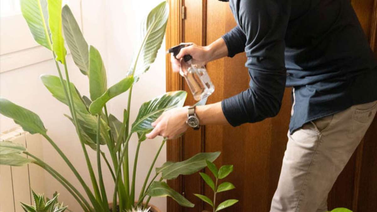 Gönnen Sie sich das Wohlbefinden, das Zimmerpflanzen in Ihr Leben bringen können. Gönnen Sie sich das Wohlbefinden, das Zimmerpflanzen in Ihr Leben bringen können.