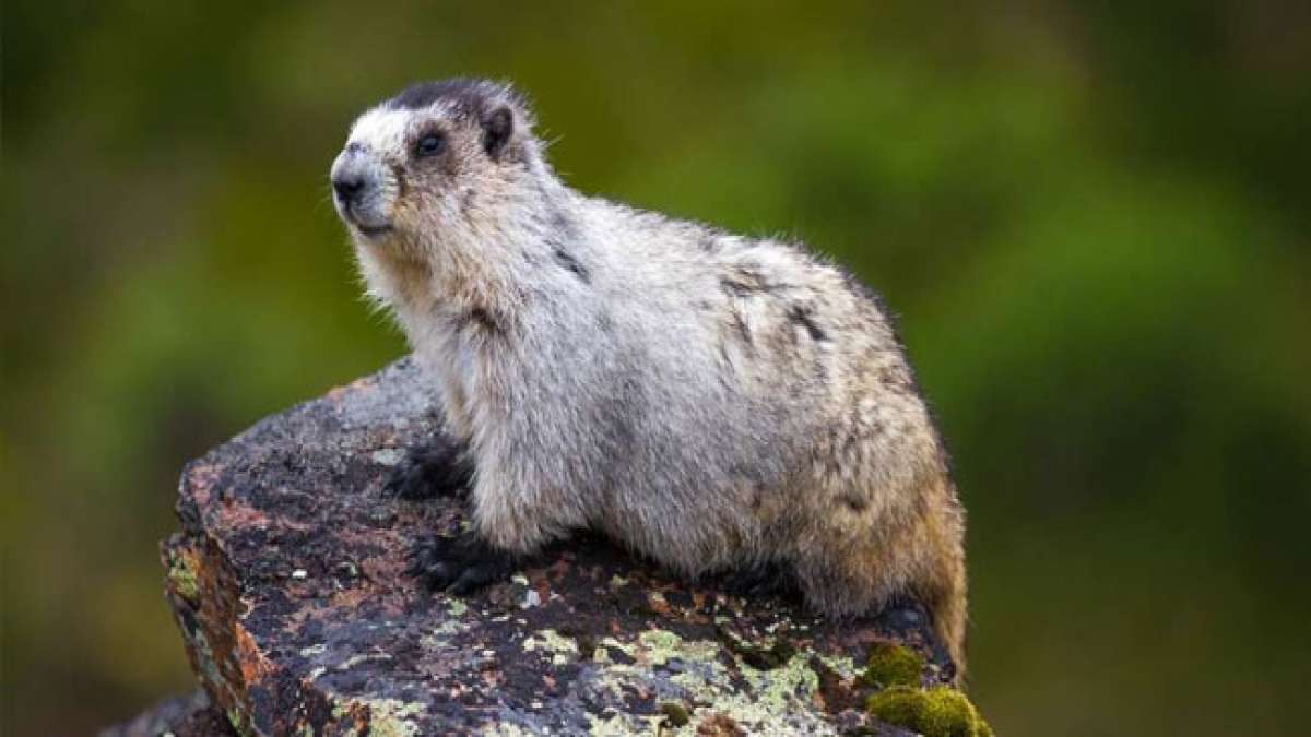 Entdecken Sie das faszinierende Alaska-Murmeltier und seine einzigartigen Eigenschaften, von seinem charakteristischen Fellmuster bis zu seinen scharfen Schneidezähnen. Entdecken Sie das faszinierende Alaska-Murmeltier und seine einzigartigen Eigenschaften, von seinem charakteristischen Fellmuster bis zu seinen scharfen Schneidezähnen.