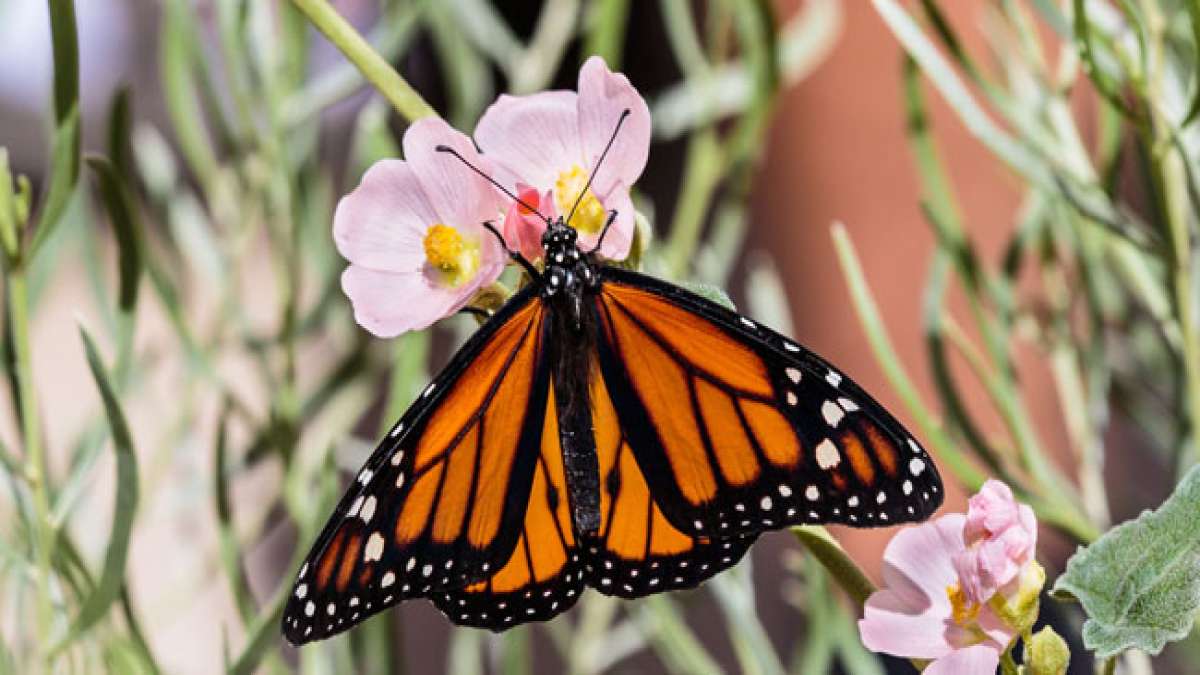 Tauchen Sie ein in die faszinierende Welt des Monarchfalters - ein majestätischer Schmetterling mit leuchtend orangefarbenen Flügeln und einer einzigartigen Reise von seinen Überwinterungsgebieten im Süden bis in den Norden Nordamerikas.