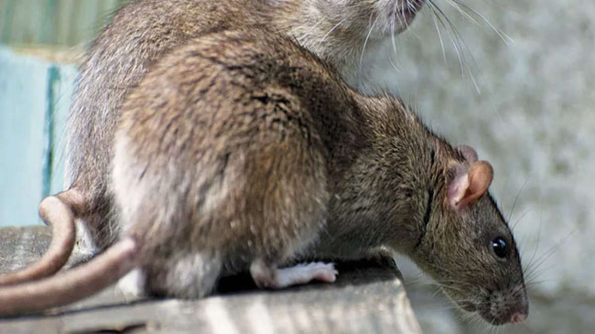 Entdecken Sie zum Welt-Ratten-Tag die faszinierenden Fakten über diese intelligenten und sozialen Tiere.