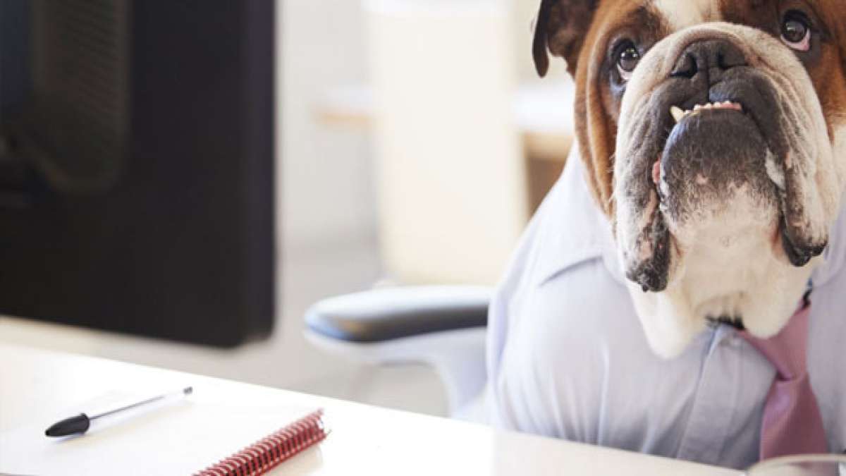 Feiern Sie den Unabhängigkeitstag für Haustierbesitzer, indem Sie Ihren treuen Begleitern eine Pause gönnen und gleichzeitig für ihre Sicherheit während der Feierlichkeiten sorgen.