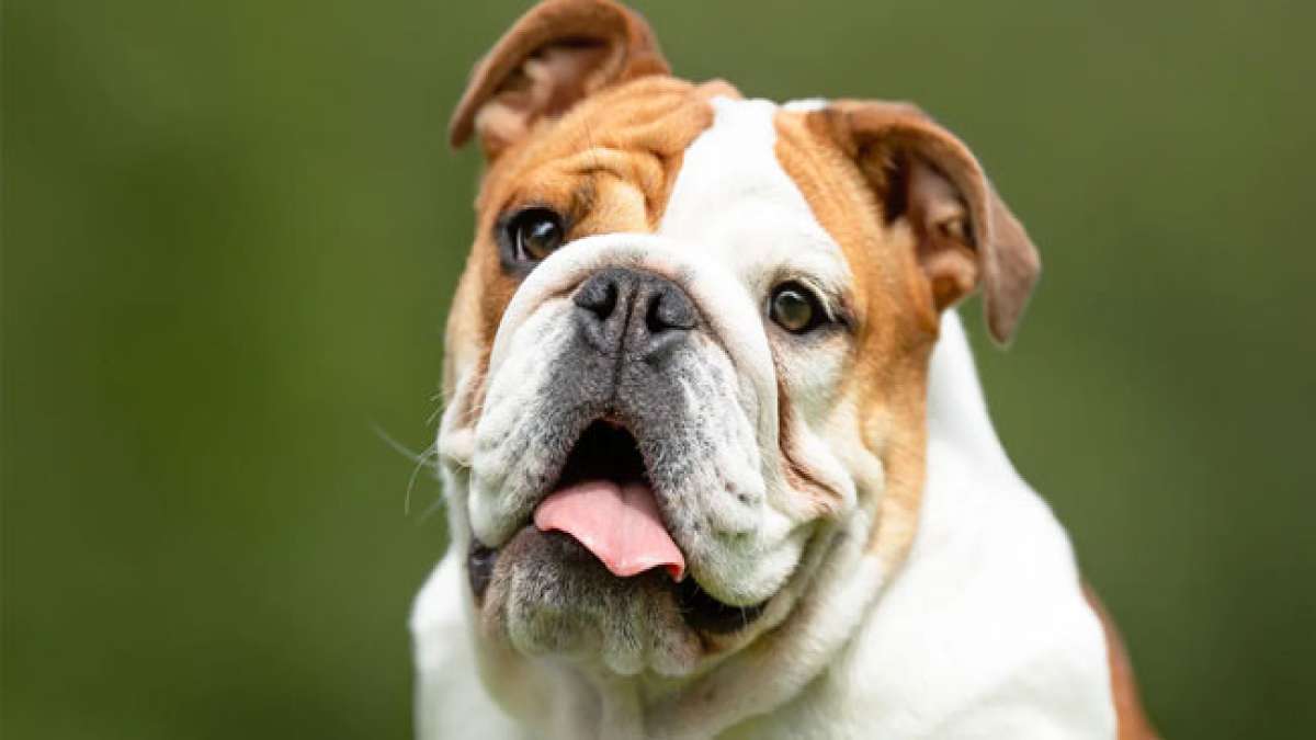 Bulldoggen: Die liebenswertesten und mutigsten Hunde der Welt
